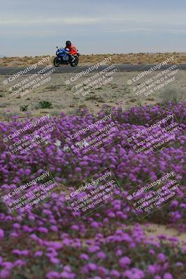media/Jan-14-2023-SoCal Trackdays (Sat) [[497694156f]]/Turn 14 Exit Bloomig (145pm)/